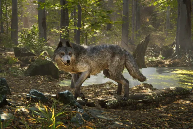 Realistic Wolf